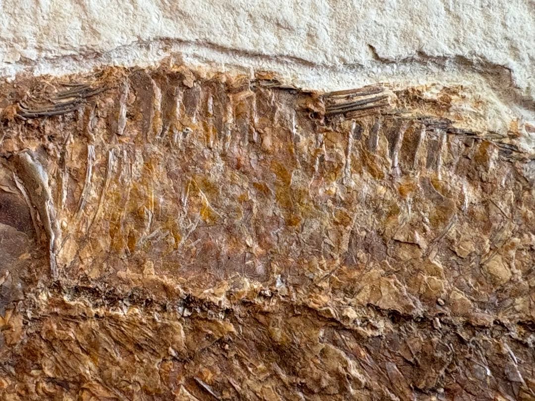 魚の化石 額装標本 インテリアオブジェ