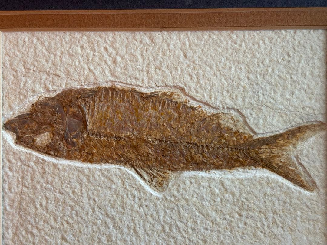 魚の化石 額装標本 インテリアオブジェ