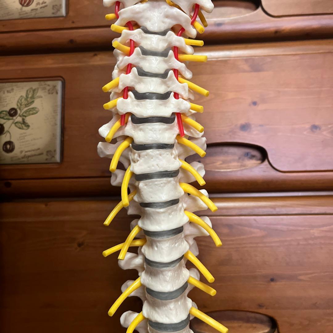 人体模型 脊椎構造 収納バッグ付き　全健会