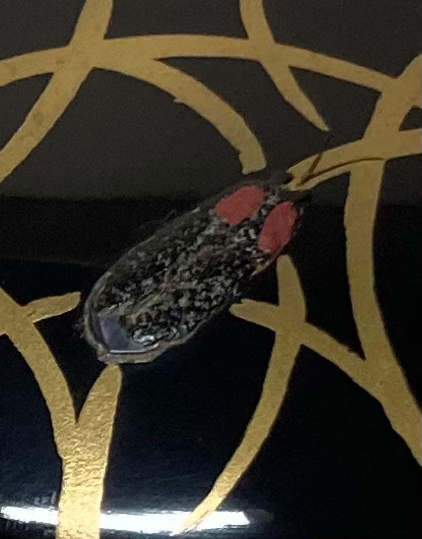 B432h 「蛍蒔絵 丸香合」井口海仙箱書　在判　木製黒漆塗　香道具　茶道具