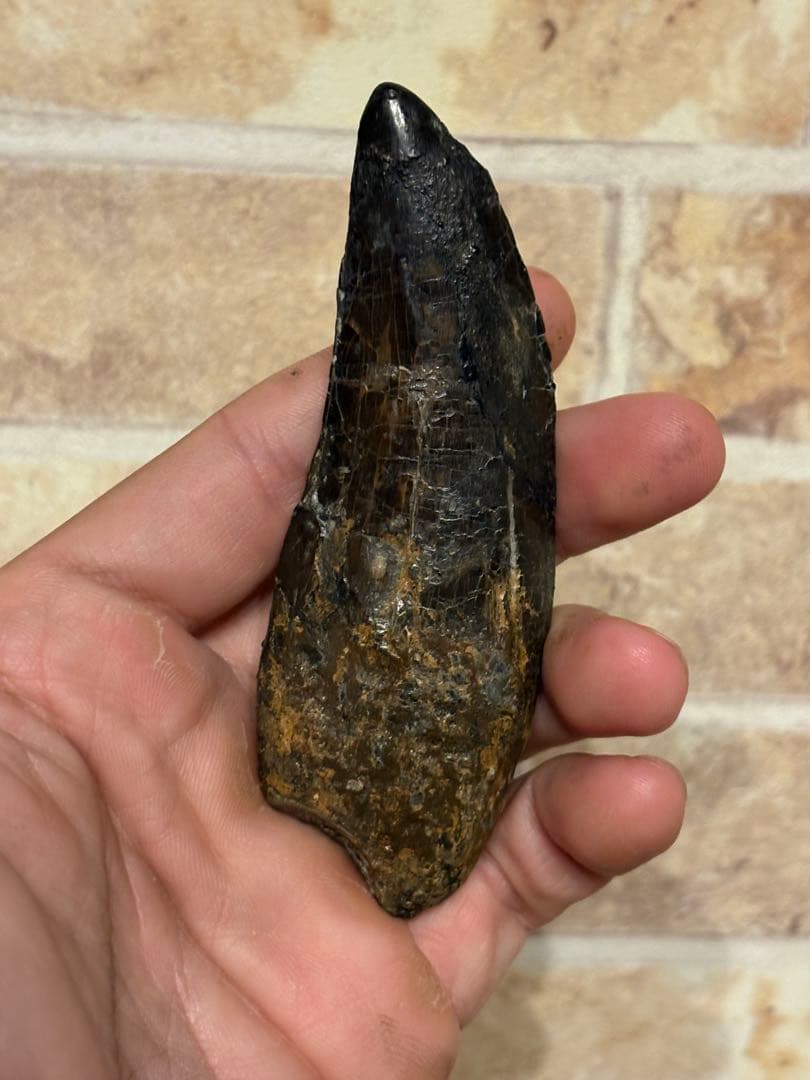 漆黒のカルカロドントサウルスの歯　化石　恐竜　ティラノサウルス