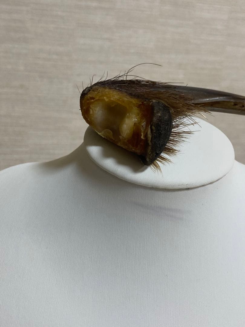 熊爪　巨大ヒグマ熊の爪　送料無料