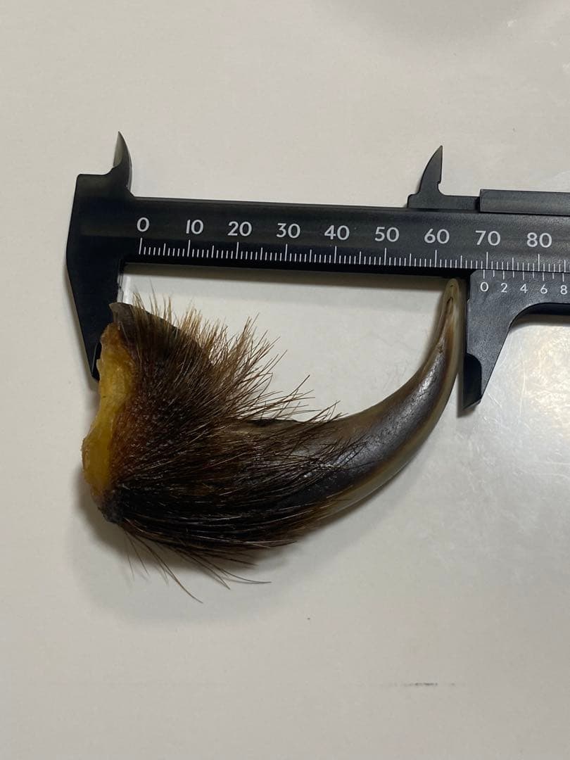 熊爪　巨大ヒグマ熊の爪　送料無料