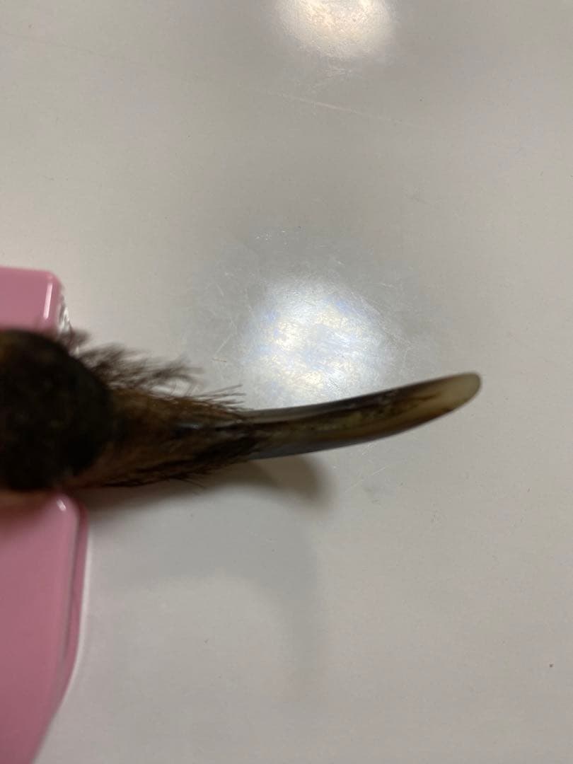 熊爪　巨大ヒグマ熊の爪　送料無料