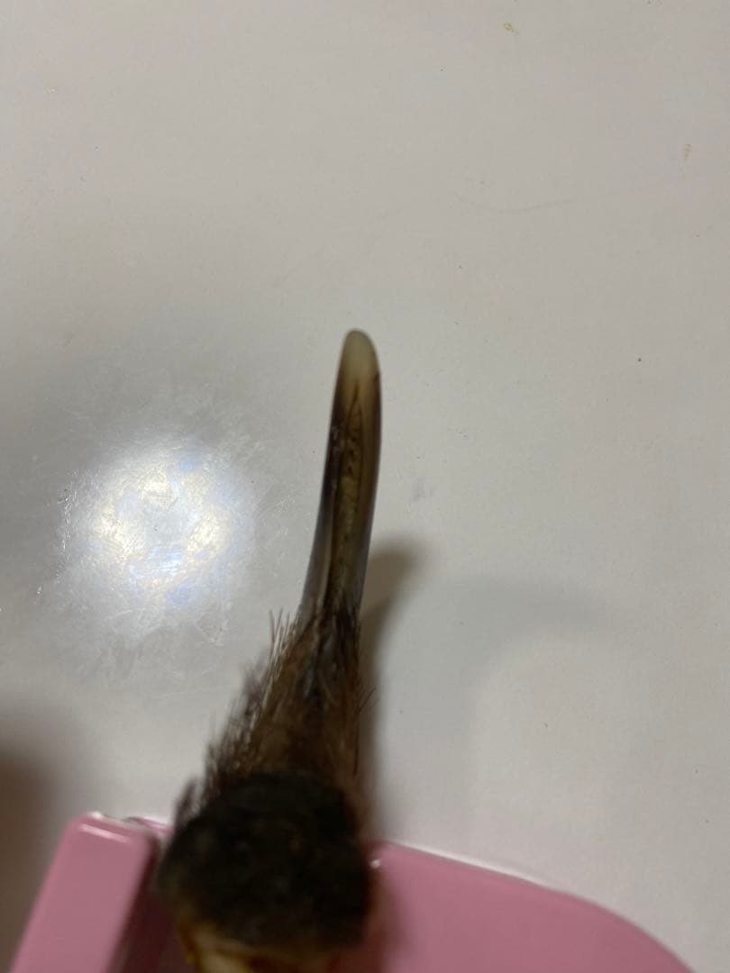 熊爪　巨大ヒグマ熊の爪　送料無料