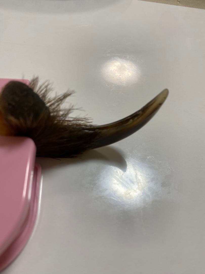 熊爪　巨大ヒグマ熊の爪　送料無料