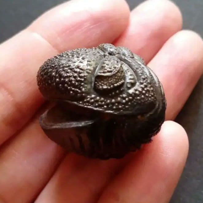 化石標本　三葉虫　希少種　スピニファー　特大