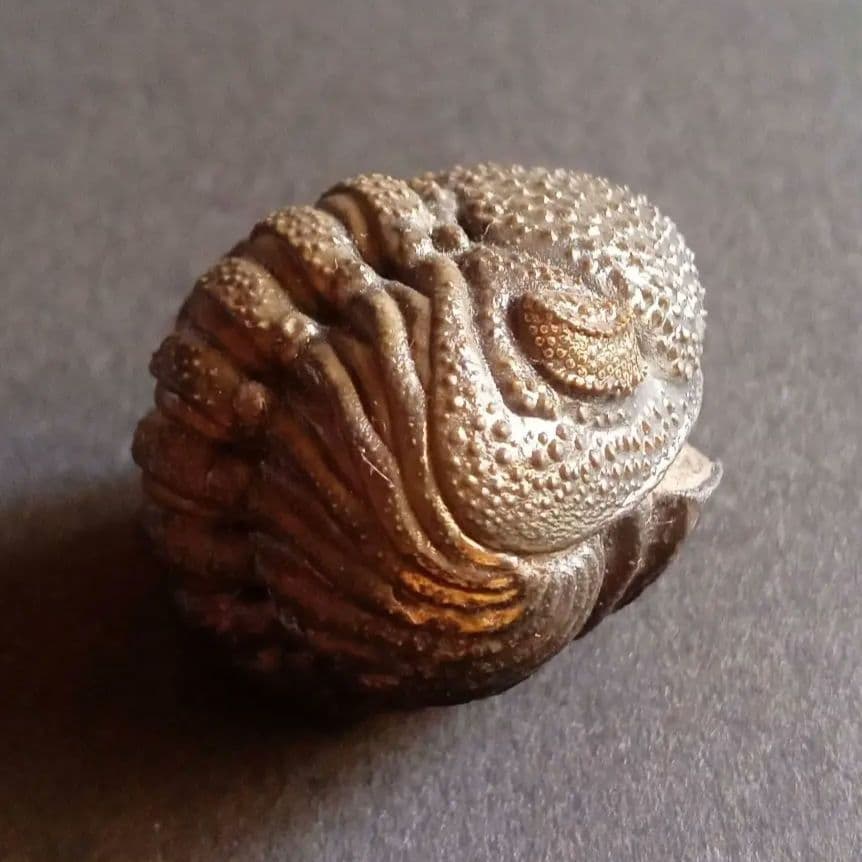 化石標本　三葉虫　希少種　スピニファー　特大