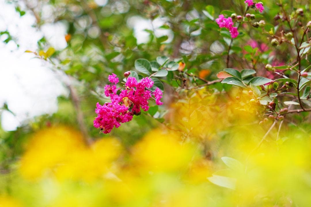 KONICA HEXANON 57mm f1.4 六枚玉