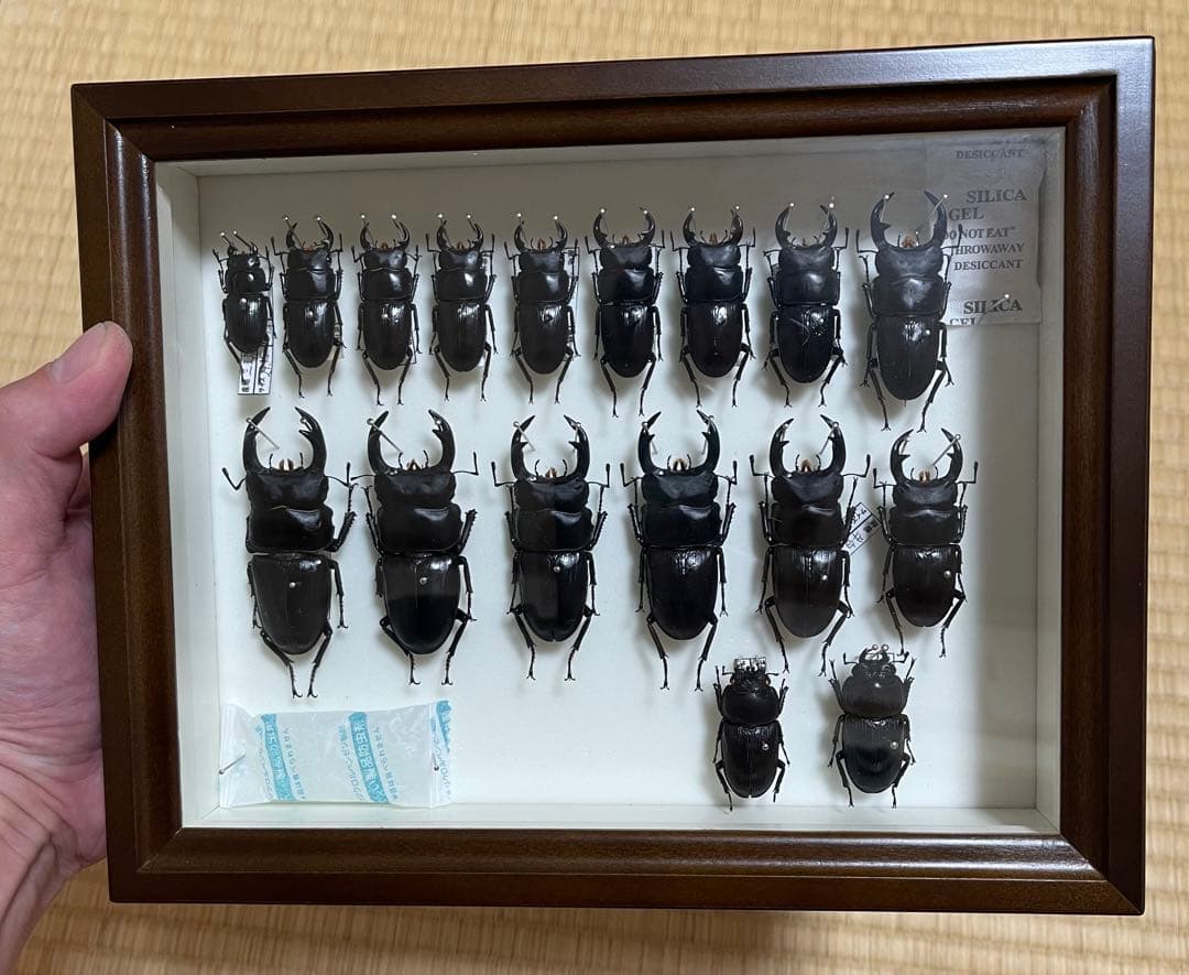 f*t様 オオクワガタ　山梨県樹液採集個体♂15頭♀2頭　ドイツ箱入り