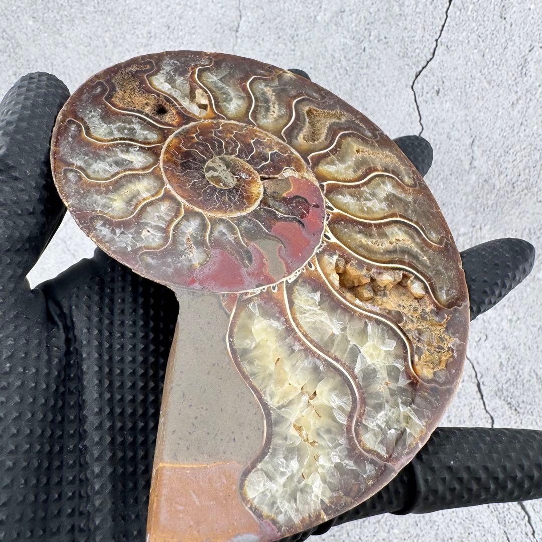 G-138天然アンモナイト 化石 左右対称ペアスライス 台座付き 鑑賞標本