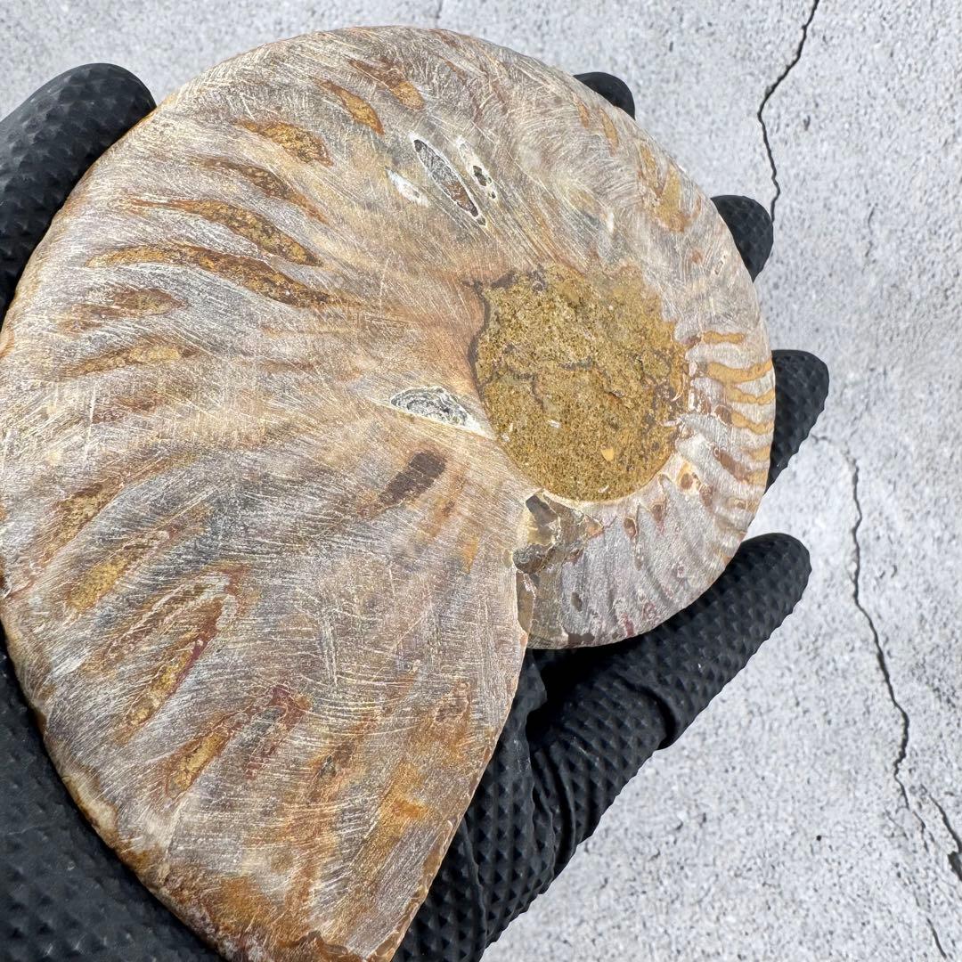 G-138天然アンモナイト 化石 左右対称ペアスライス 台座付き 鑑賞標本