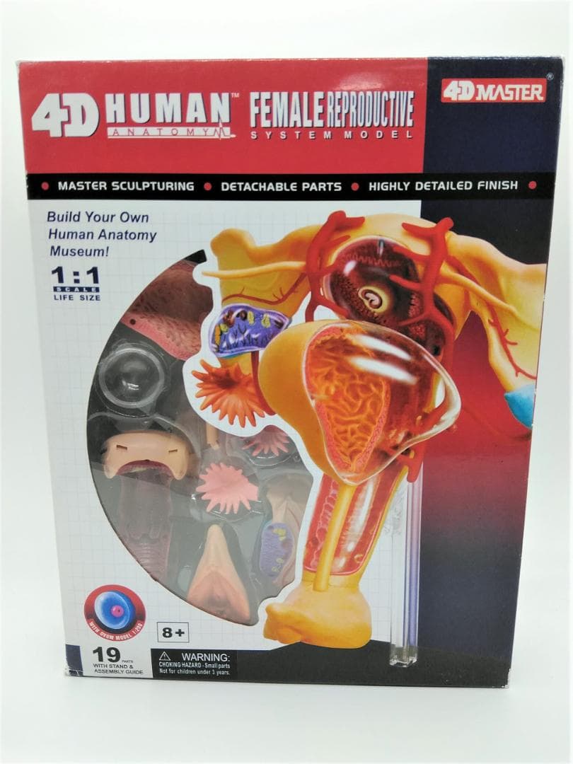 スカイネット 立体パズル 4D 人体解剖 No.15 雌性生殖器解剖
