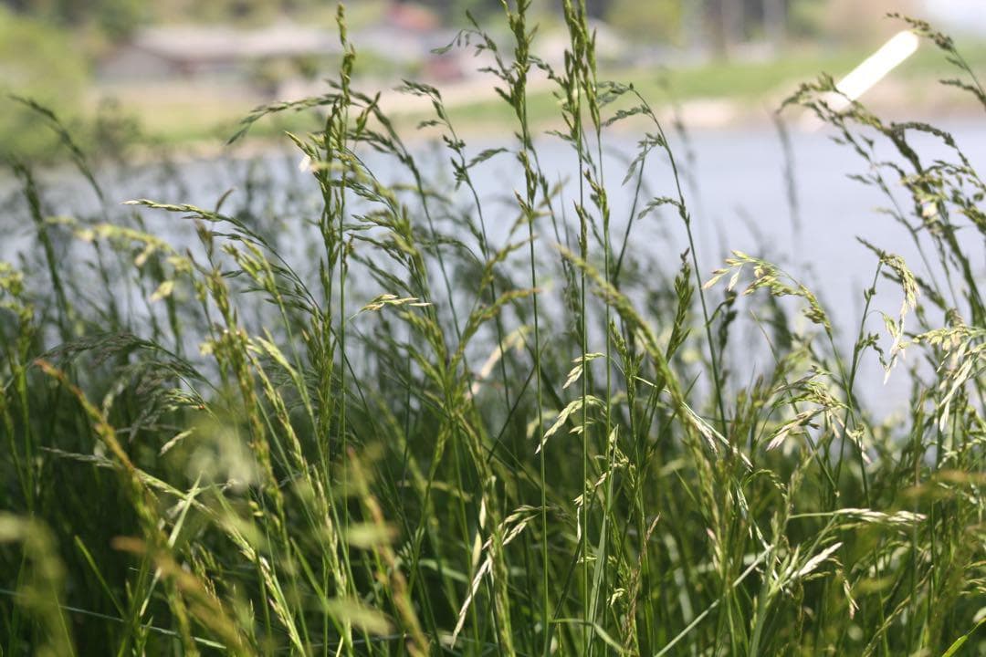 スポーツ撮影に最適✨️Canon 75-300mm F4-5.6 Ⅱ USM 望