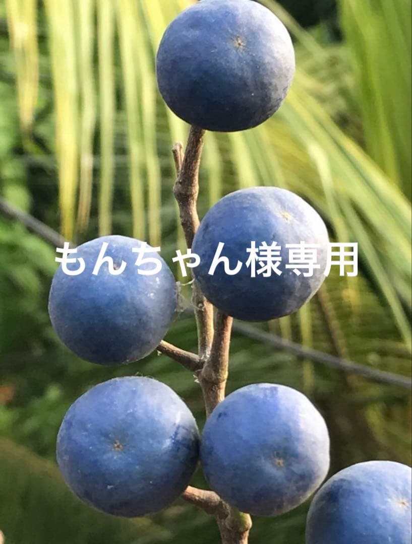 もんちゃん　ルドラクシャブレスレット他