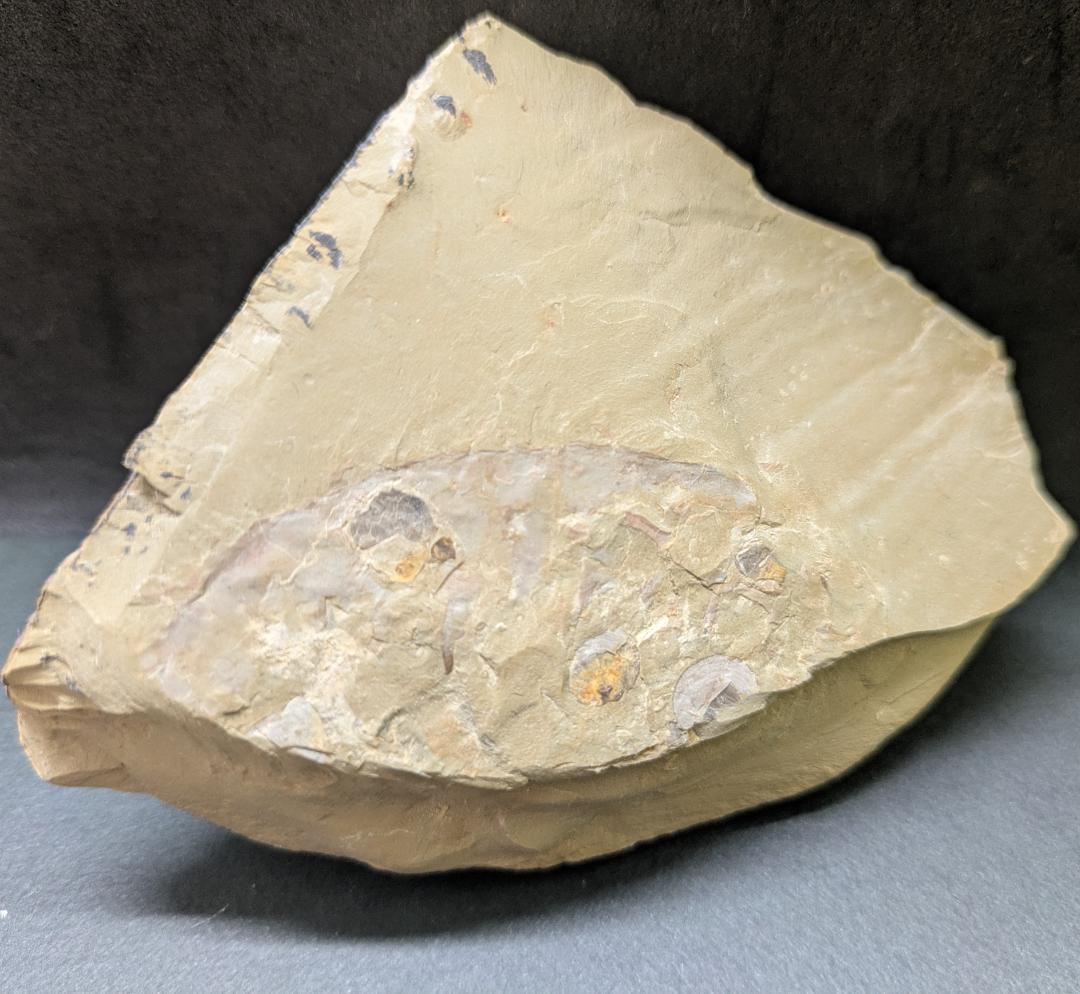 巨大なアノマロカリスの化石 美麗 関山動物群 本物保証