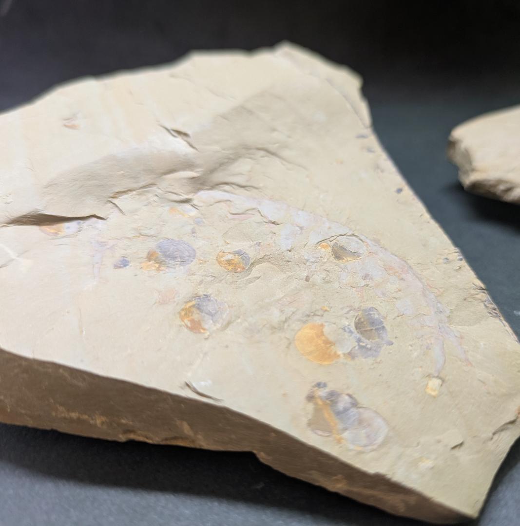 巨大なアノマロカリスの化石 美麗 関山動物群 本物保証