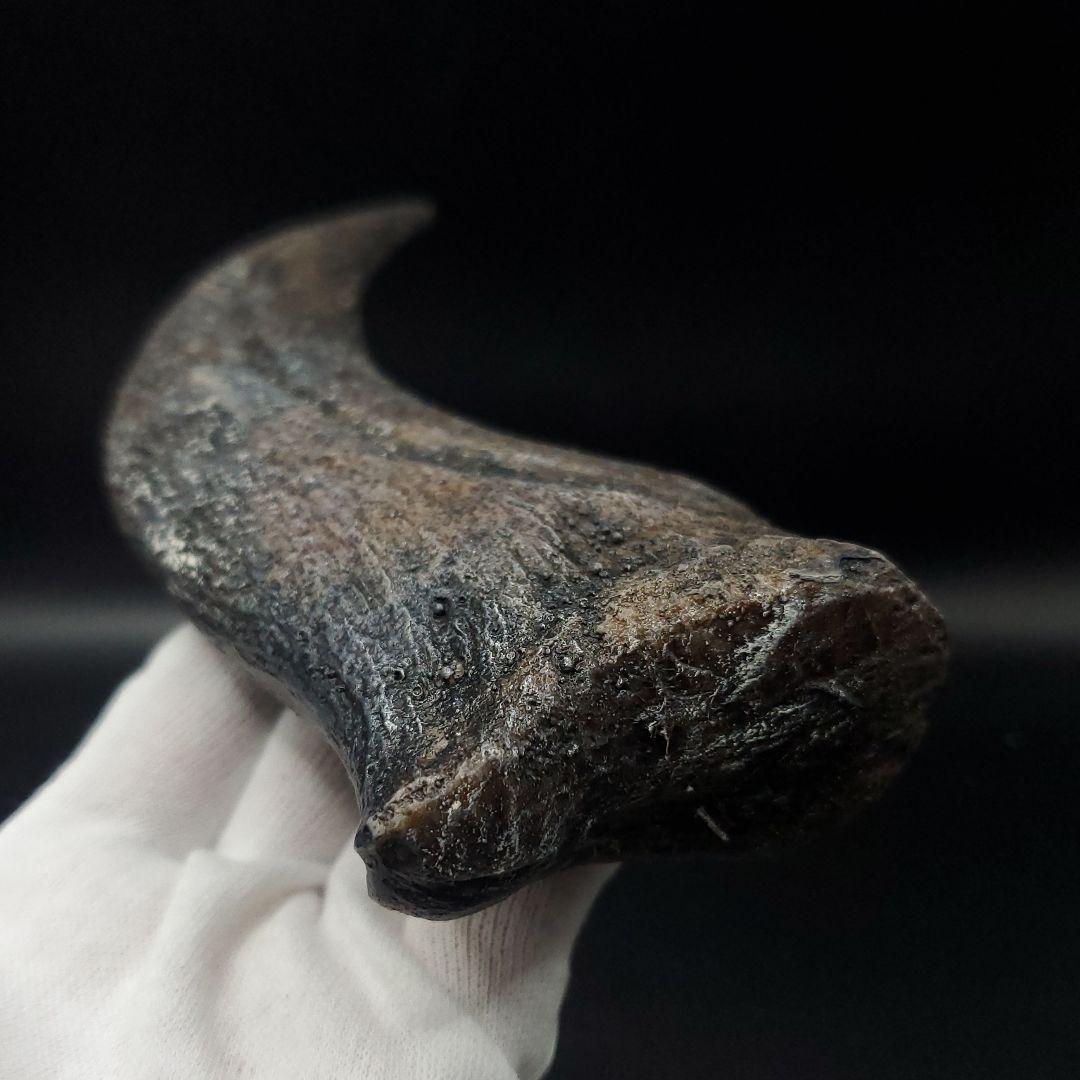 スピノサウルス 爪 レプリカ 184.08mm spr5