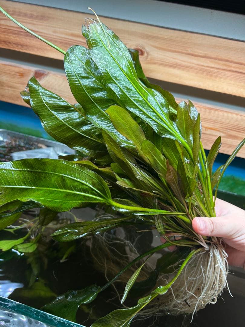 エキノドルス　ビッグベアー　特大株