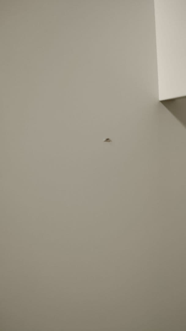 CASIO(カシオ) 純正 スタンド CS-68PWE ホワイト 電子ピアノ用