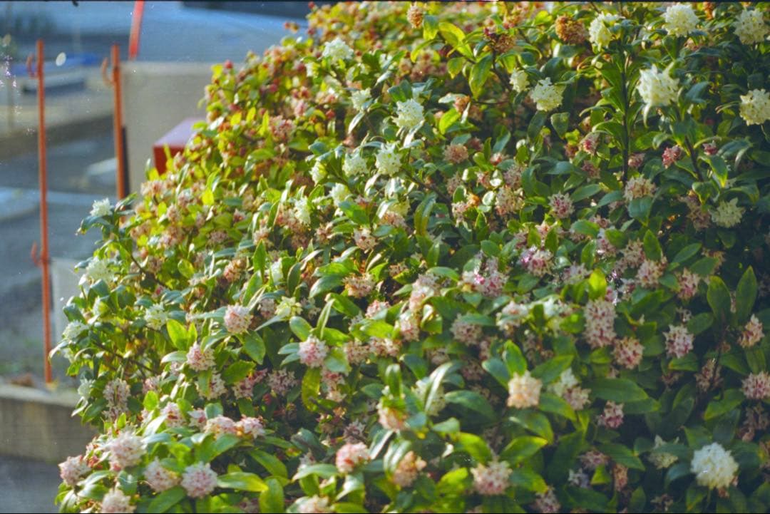 【作例あり】Jupiter-8 50mm f/2 Lマウント（L39）　ライカ