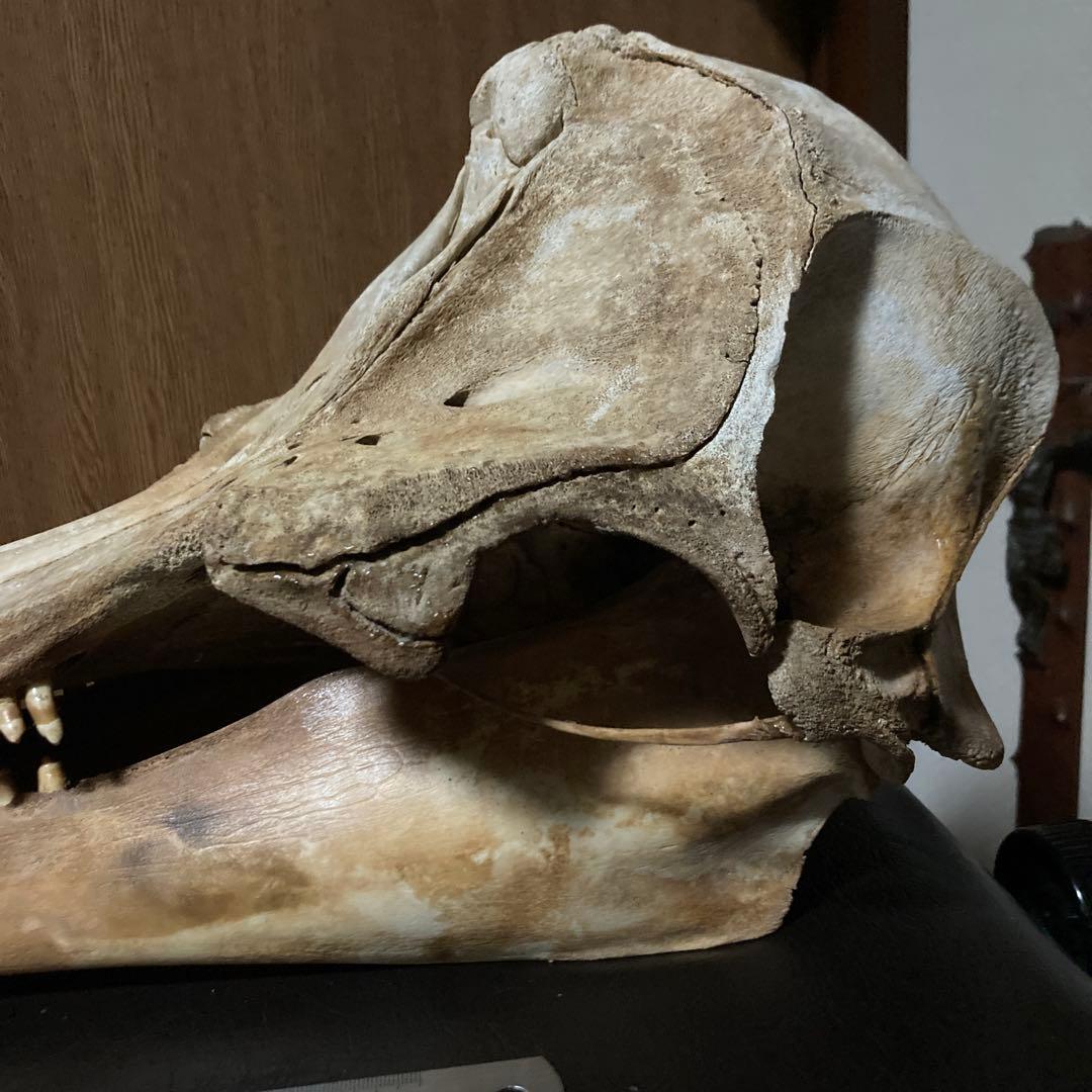 動物　頭骨 標本