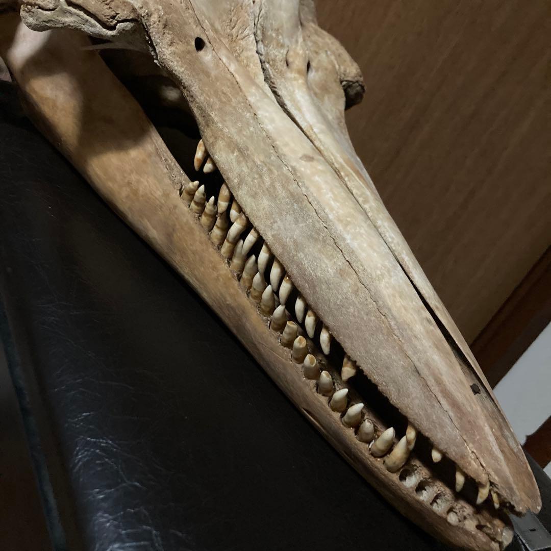 動物　頭骨 標本