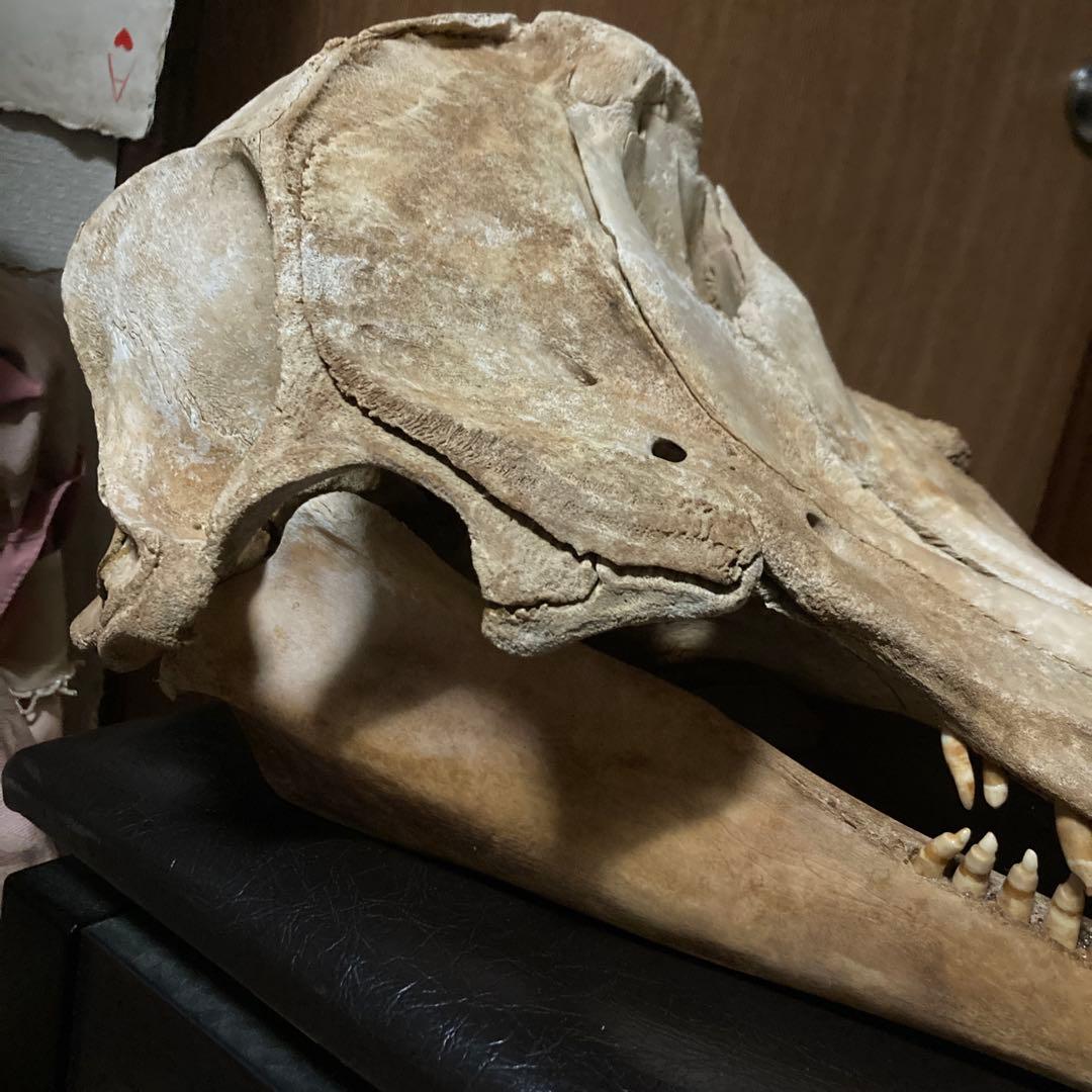 動物　頭骨 標本