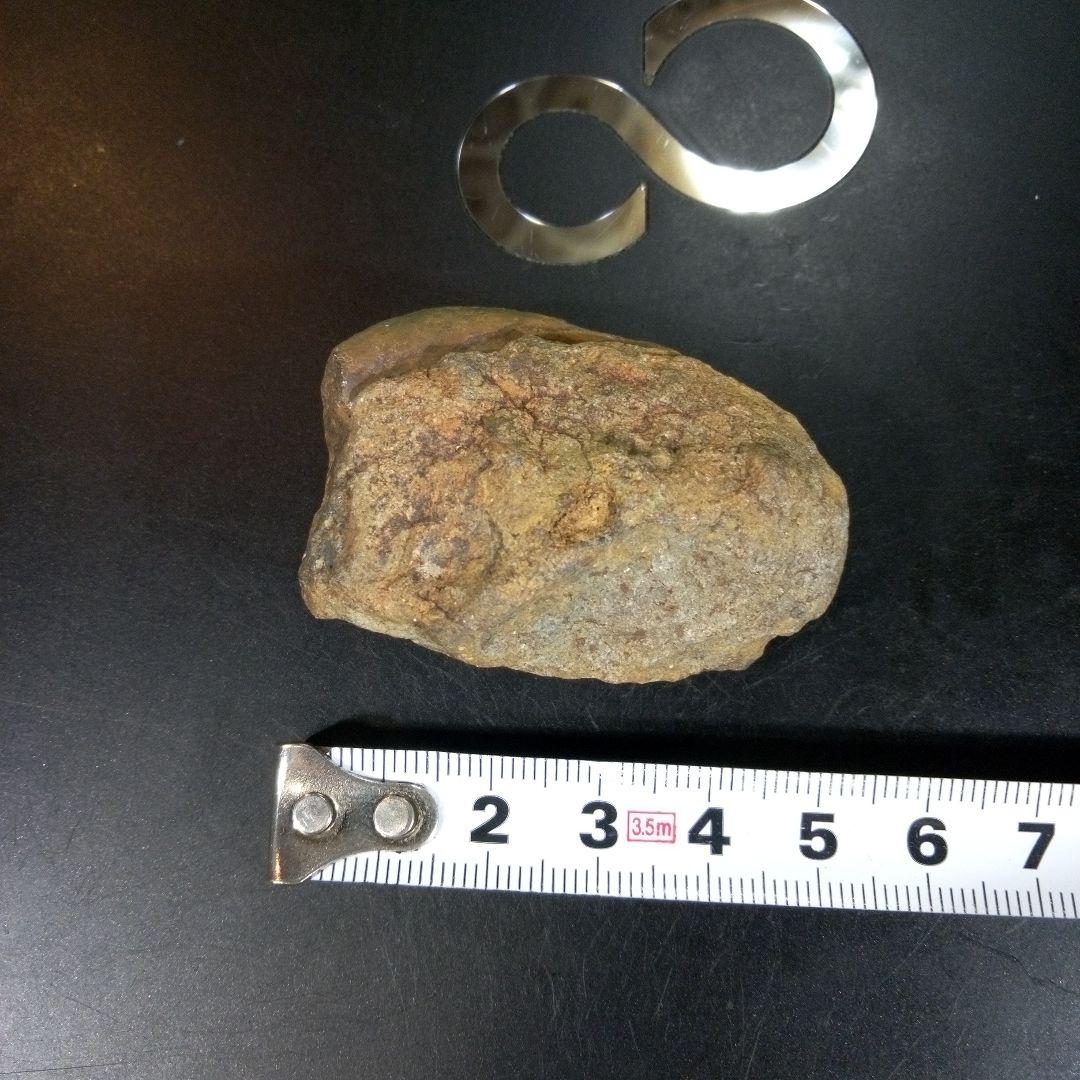 三葉虫　化石　fossil　ボリビア　trilobite　海生動物　三葉虫識別③