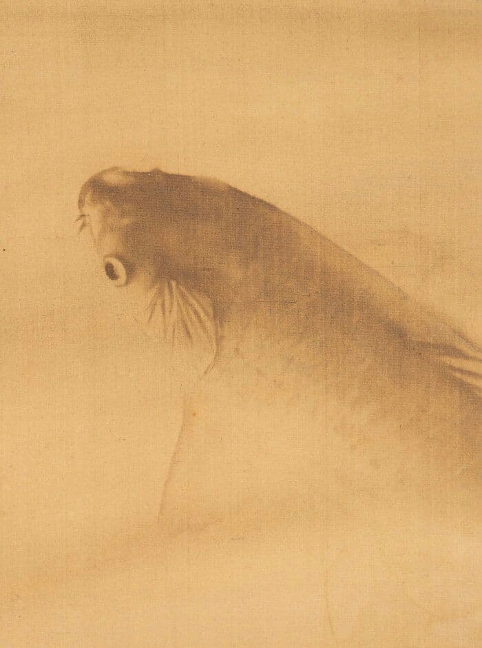 【真作】「鯉」掛け軸 鯉の光達 森田光達