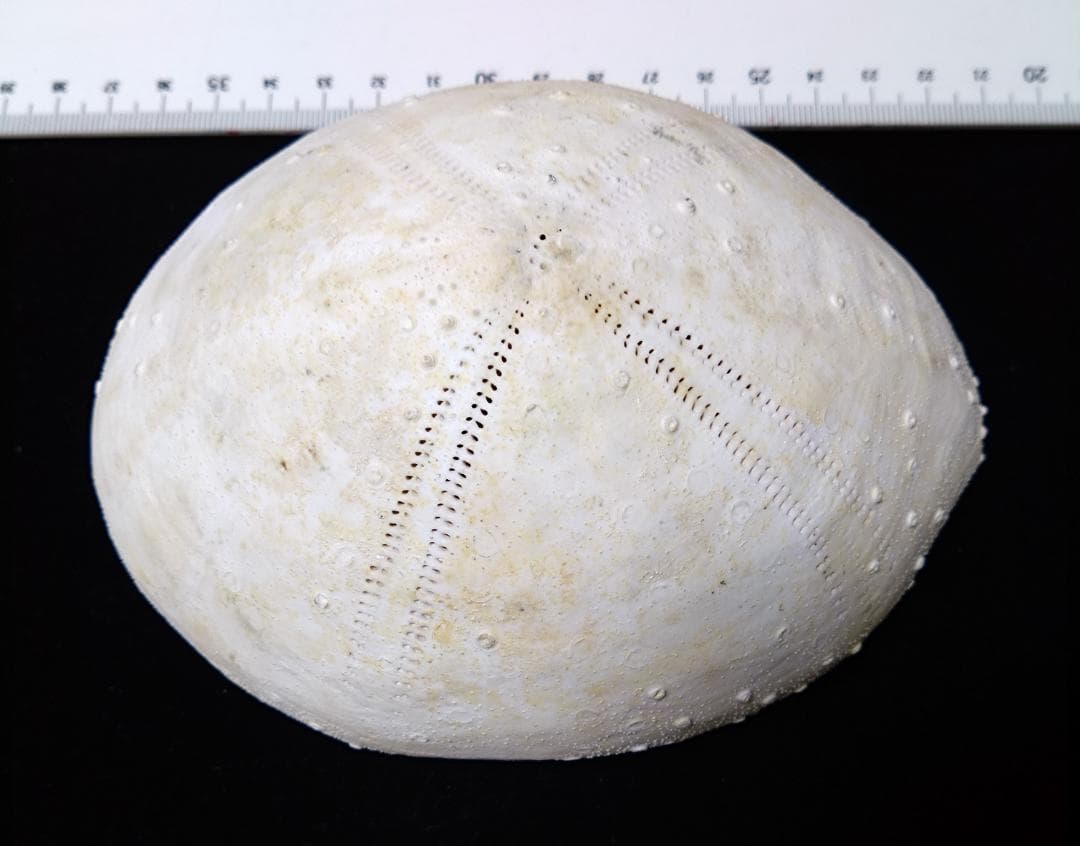 ウニ　標本　貝殻　超特大140㎜　珍種　バサラブンブク