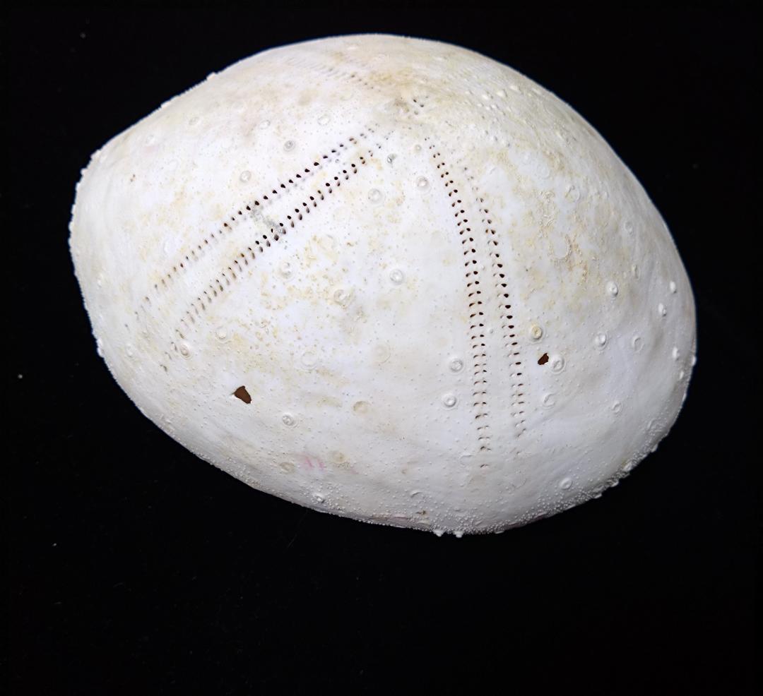 ウニ　標本　貝殻　超特大140㎜　珍種　バサラブンブク