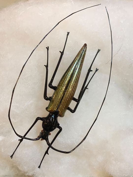 ベネチアンガラス　巨匠ヴィットリオ・コスタンティーニ　カミキリムシ