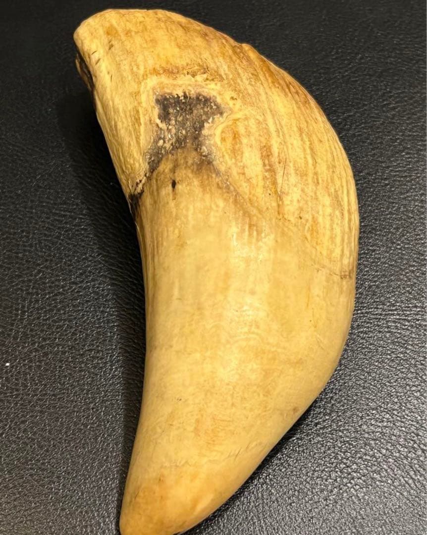 極上 抹香鯨 鯨歯 マッコウクジラの歯 彫刻材 根付