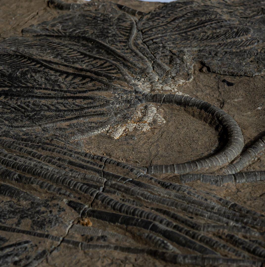 極上 ウミユリ トラウマトクリヌス 化石 本物 貴州省産 46cm um1