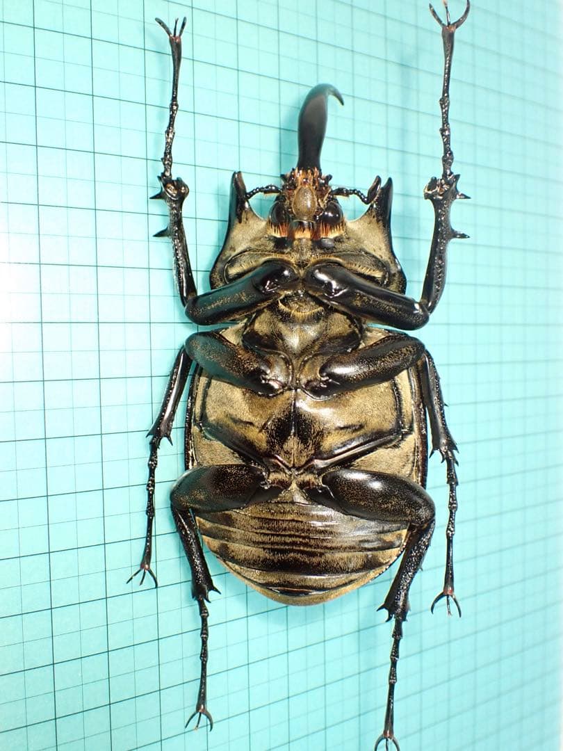 【標本】ギアスゾウカブト　亜種ポリオン　バイア産　98.3ミリ　飼育品