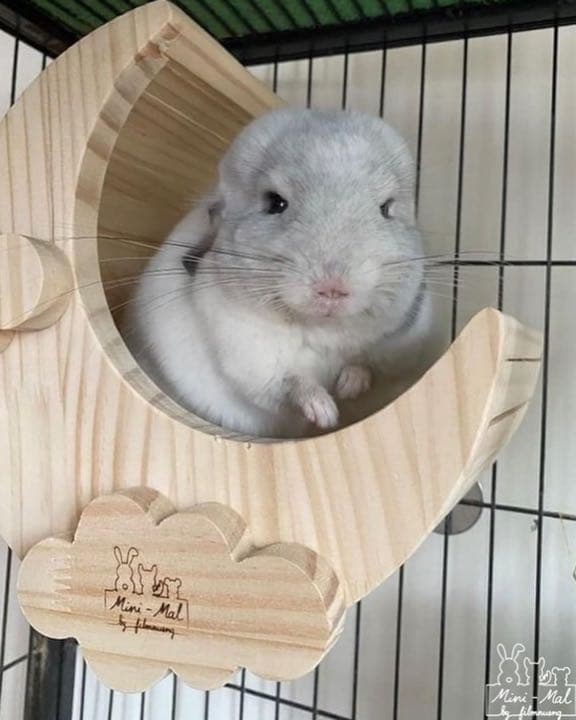 チンチラハウス  月 moon 小動物用 可愛い