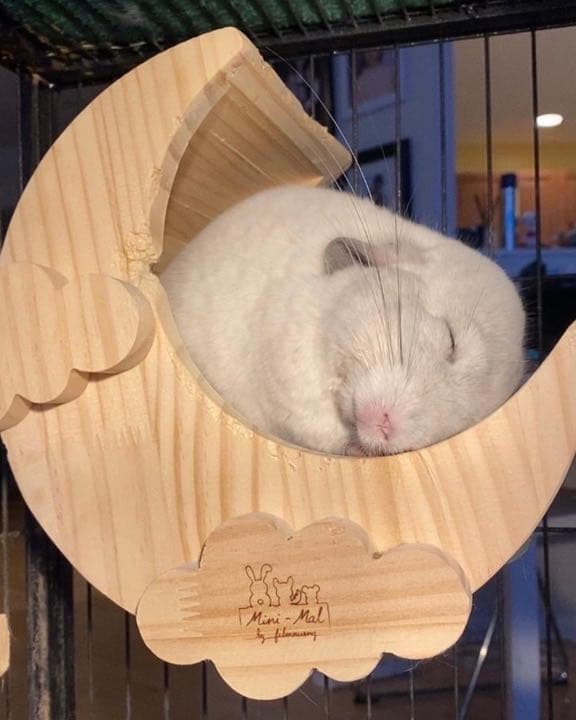 チンチラハウス  月 moon 小動物用 可愛い