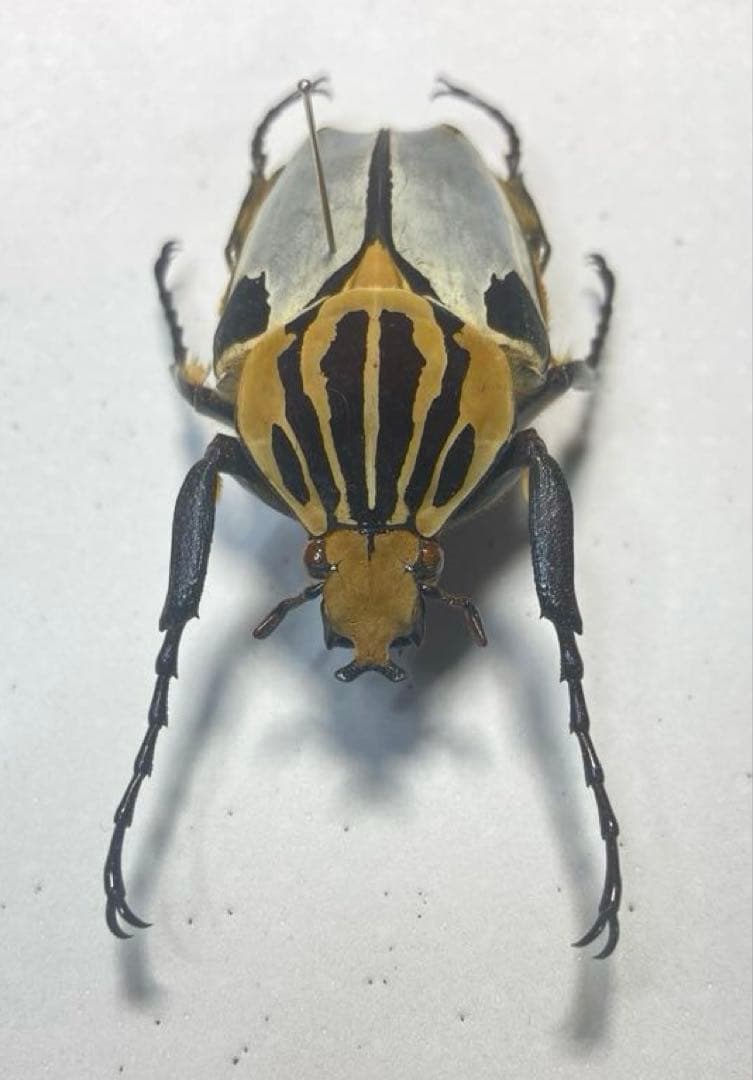 ゴライアスカタモンオオツノハナムグリ　約52ミリ