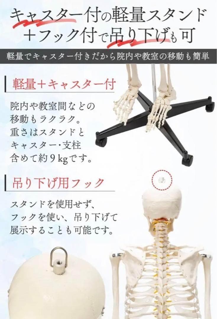 R1743等身大 人体模型 170cm神経根有り全身骨格模型 骨格標本 骸骨模型