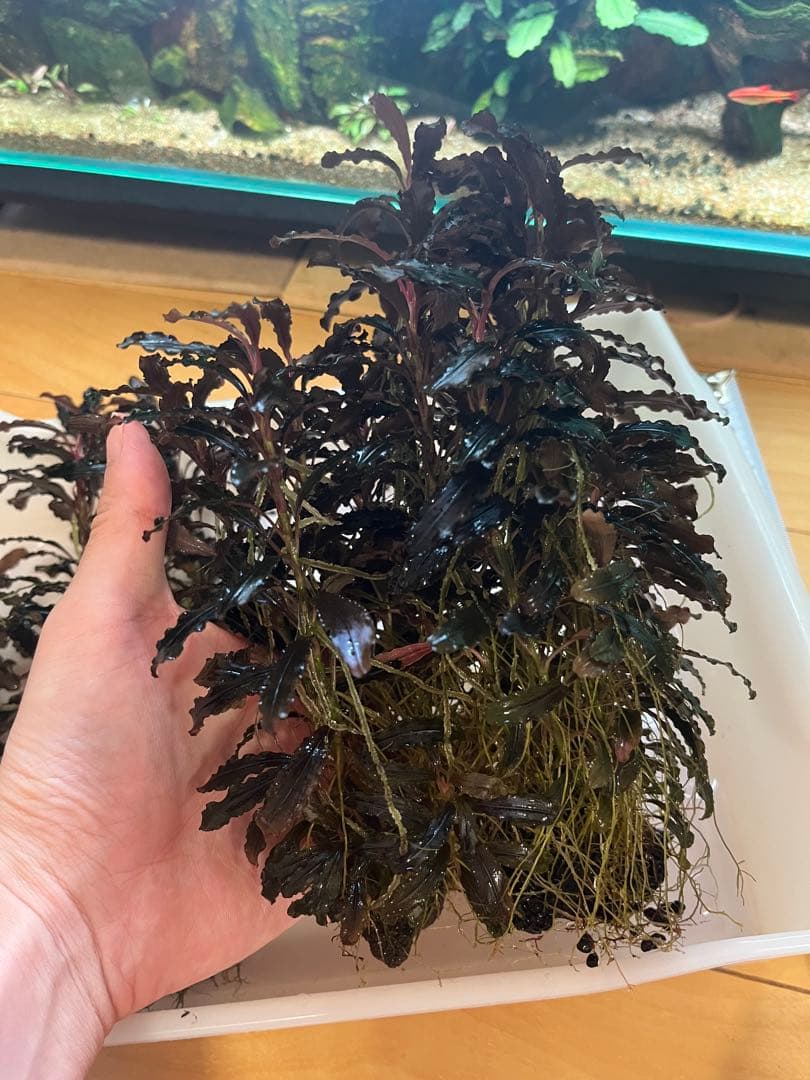 ブセファランドラ・クダガン(1.2.grow)群生株