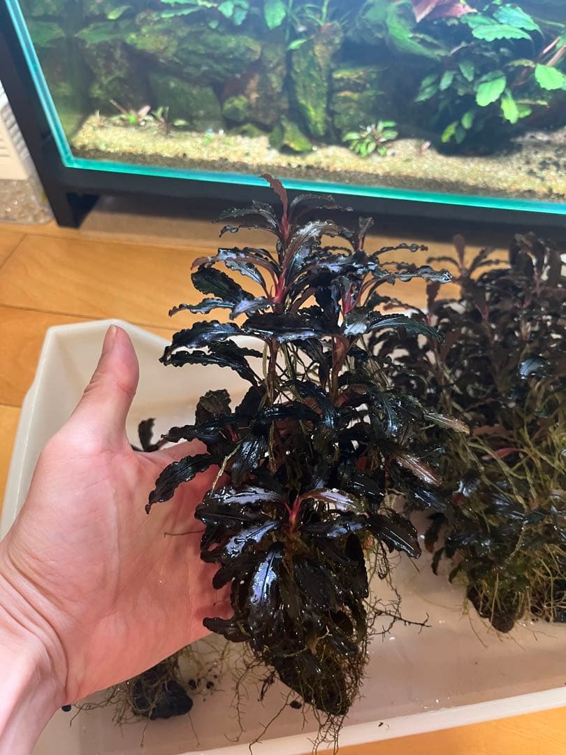 ブセファランドラ・クダガン(1.2.grow)群生株