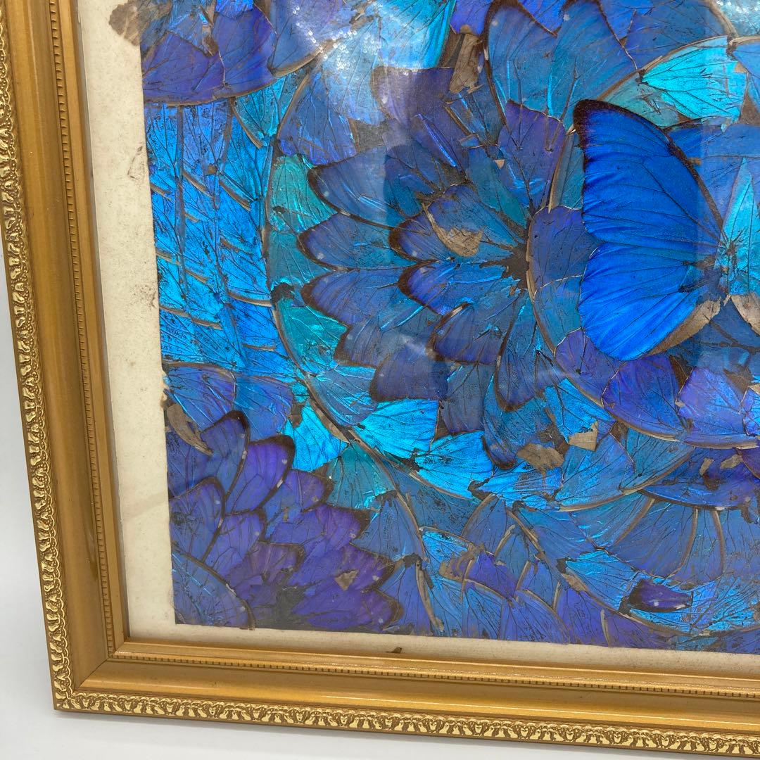 【レア】　モルフォ蝶　アート　標本　芸術　コレクション　美術　絵　昆虫 13上