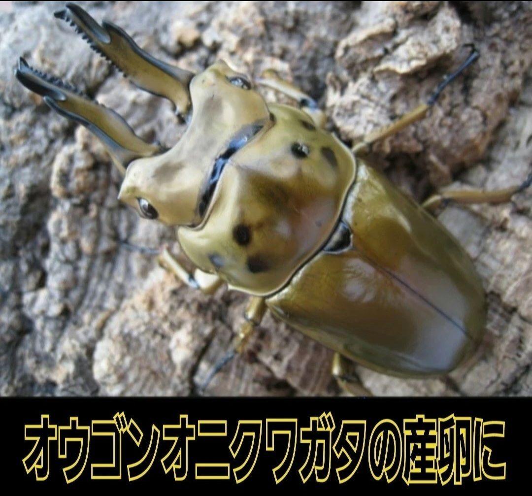 5本セット！クワガタの産卵木はコレが最強！　カワラ植菌材【特大Lサイズ】