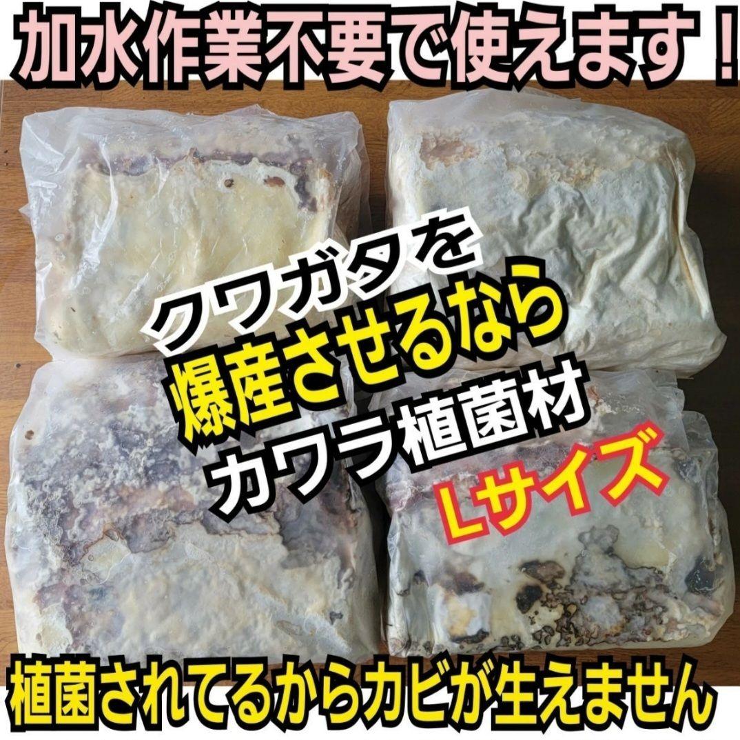 5本セット！クワガタの産卵木はコレが最強！　カワラ植菌材【特大Lサイズ】