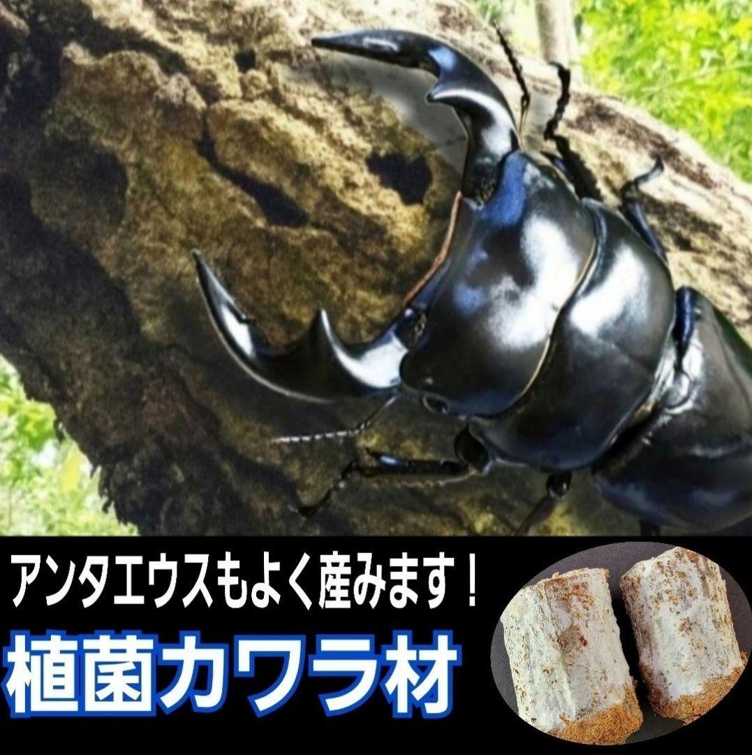 5本セット！クワガタの産卵木はコレが最強！　カワラ植菌材【特大Lサイズ】