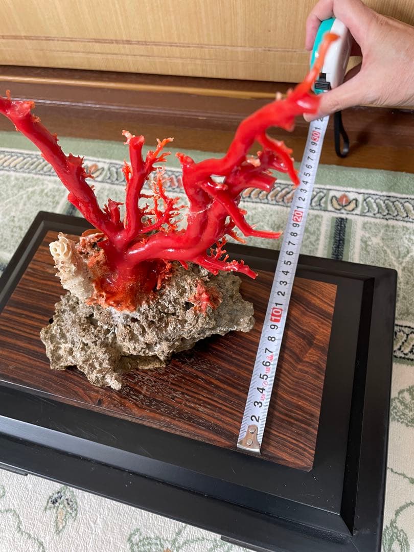 希少！＊血珊瑚＊天然 原木 サンゴ オブジェ 置物