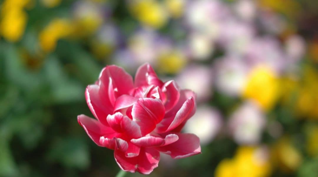 NIKON　D70　ダブルレンズ⚡️初心者⚡️ニコン⚡️一眼レフ⚡️望遠