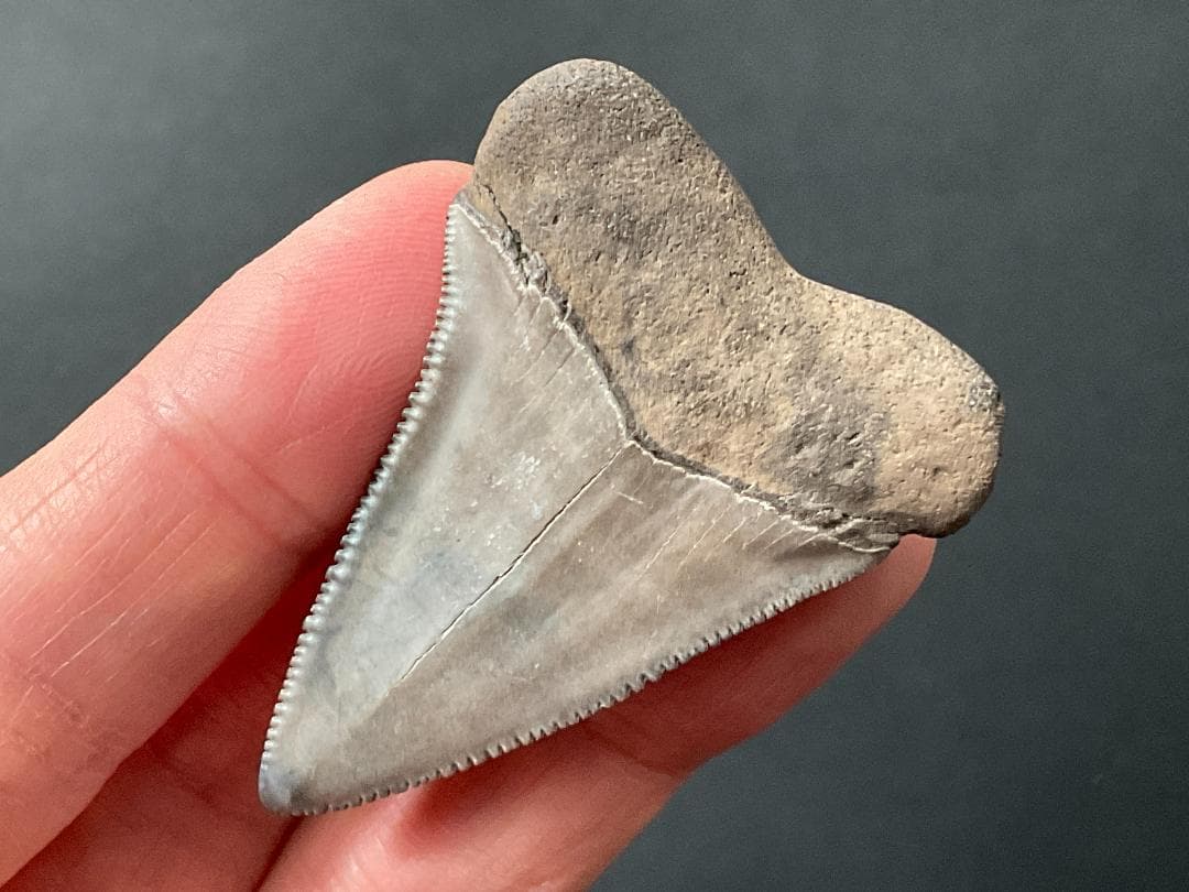 サメの歯 ホホジロザメ [GR228] 化石 希少 レア