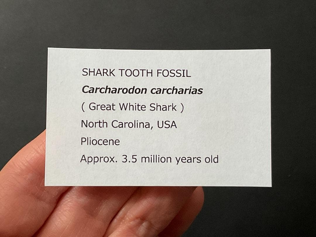サメの歯 ホホジロザメ [GR228] 化石 希少 レア